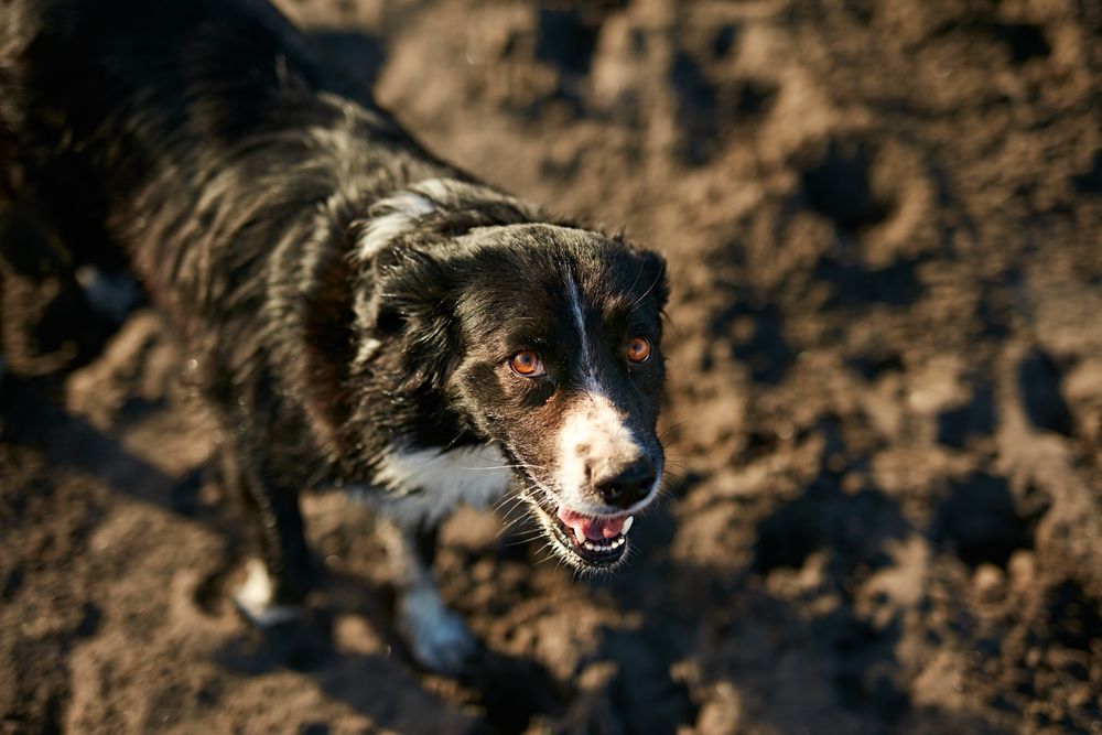 Funny dog sitting on beach