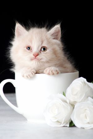 Kitten in a light cup against dark background