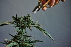 Detail shot of a hand touching the bud of a marijuana plant with gray background