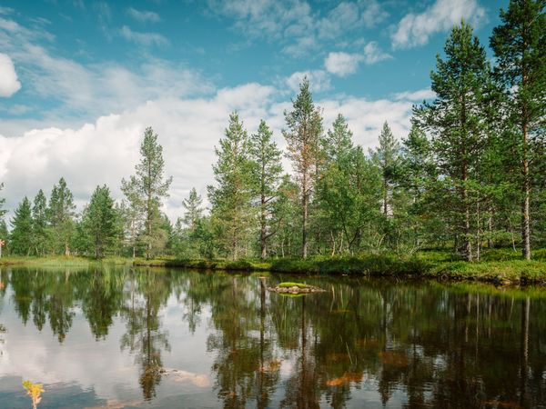 Summer landscape with river and forest