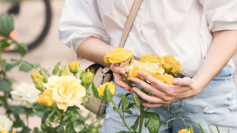 Yellow Chinese rose in a woman's hands. Background flowers