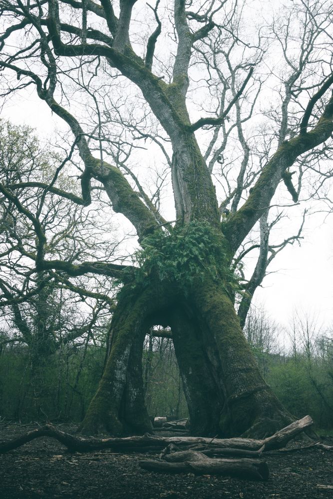 Old crooked tree with arch in misty forest