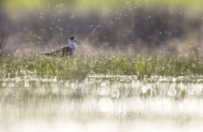Wild bird walking on water