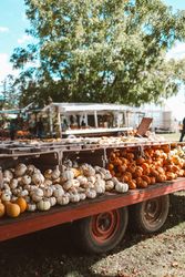 Crate of variation of Halloween pumpkins on display