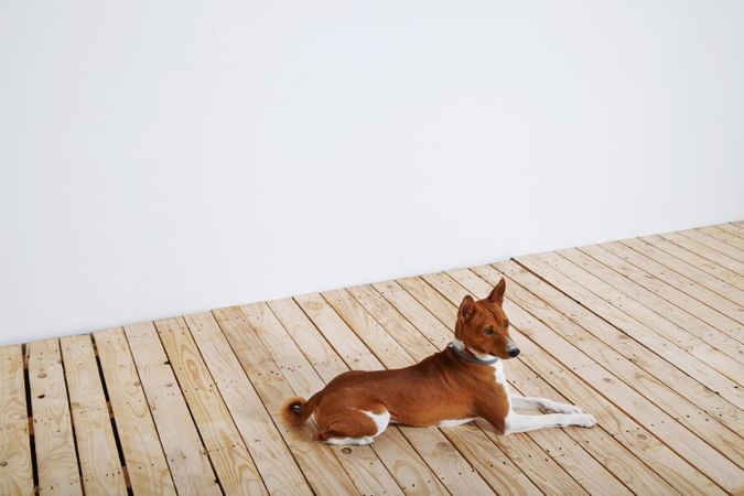 Basenji dog on wooden floor
