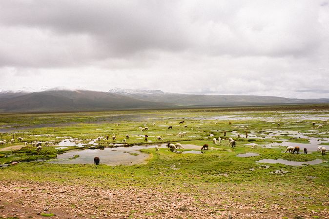 Sheep grazing in Peru