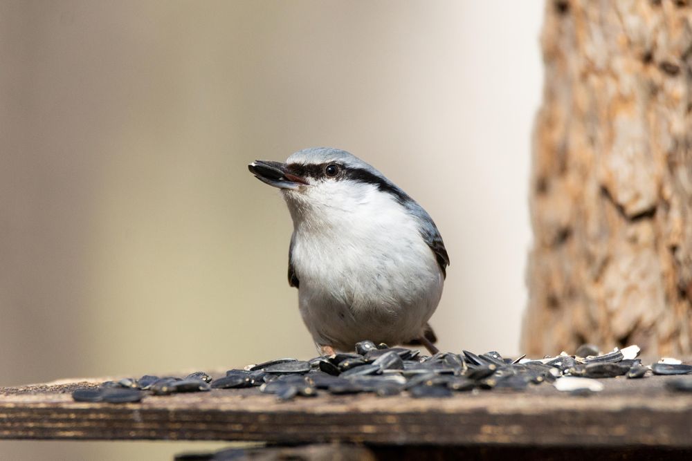 European Nuthatch perching beside sunflower seeds