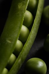 Fresh peas and pea pods on dark background