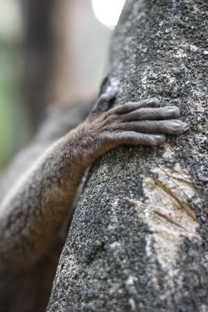Crop lemur touching tree