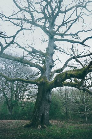 Big old tree covered by moss