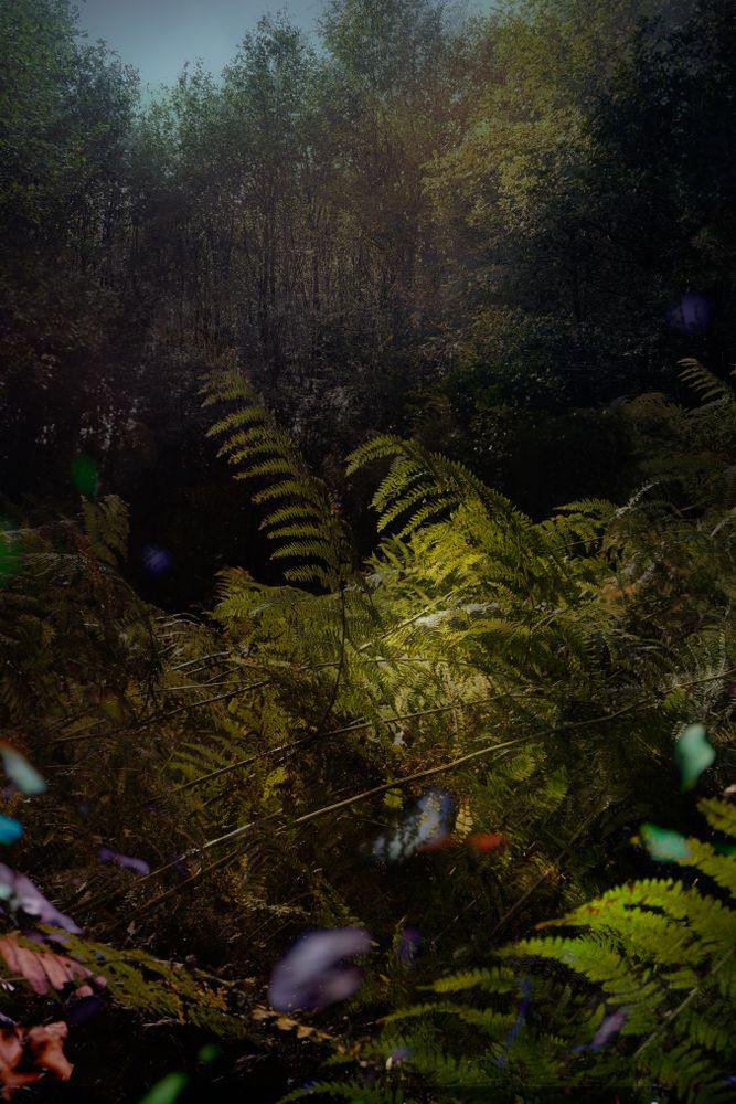 Ferns on forest floor, vertical