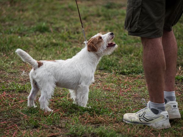 Beautiful dogs at an outdoor dog show.