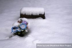 Fake flowers after a fresh snow fall 5Xpkk5