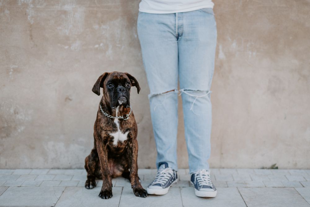 Playful cute dog standing with human support