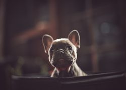 Portrait of cute French bulldog