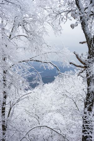 Winter snowy landscape