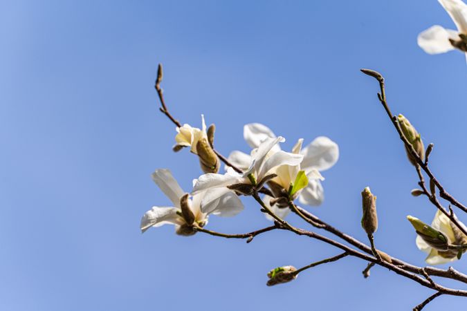 Blooming white magnolia tree in the spring park