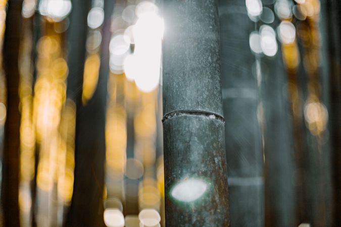 Bamboo trees in close-up