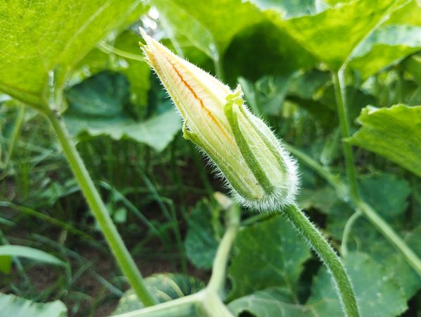 Pumpkin flower bud