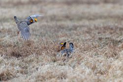 Prairie Chickens have an aggressive encounter on the booming grounds at Hamden Slough National Wildlife Refuge in Hamden Township, Minnesota