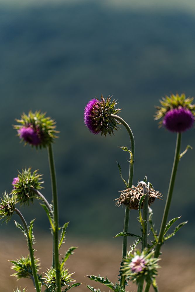 National flower of Scotland - Thristle
