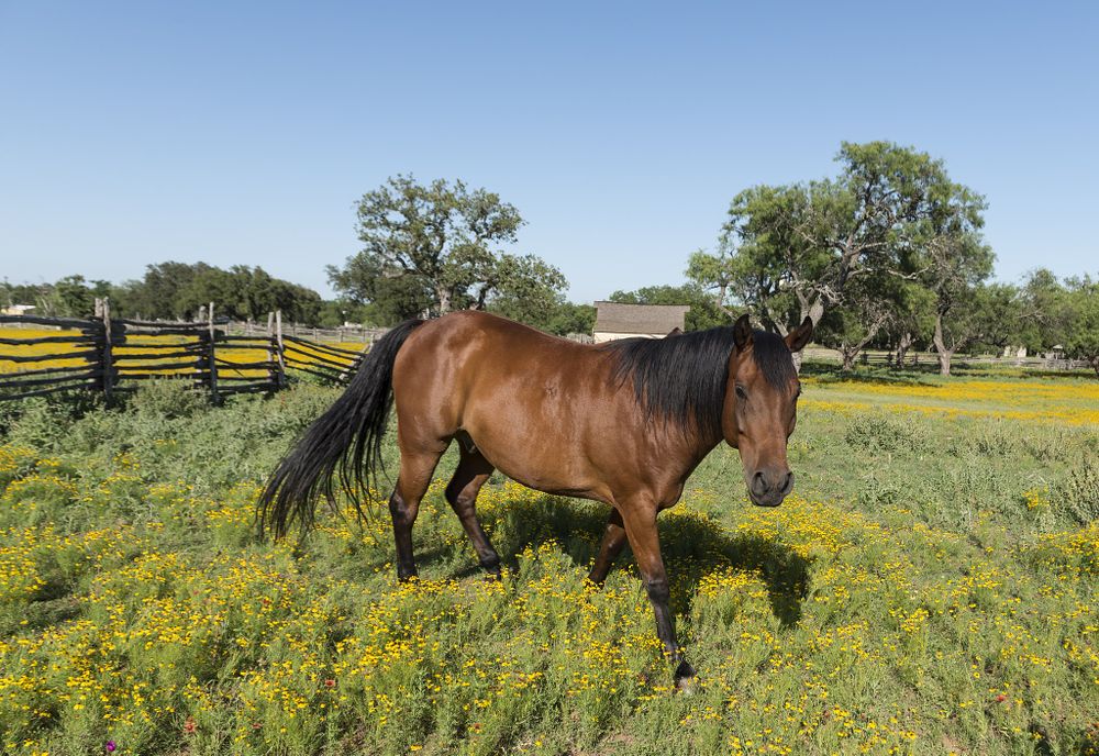 Horse prances through the Spring flowers