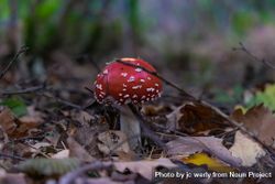 Single agaric mushroom on forest floor beMEGb