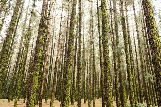 Forest with mossy trees