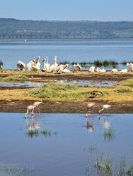 Pelicans resting and flamingos feeding in Lake Nakuru National Park, Kenya