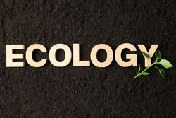 Inscription ecology and green sprout on soil background, space for text. Environmental protection