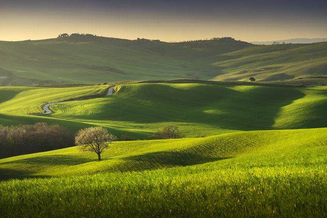 Springtime in Tuscany, rolling hills, wheat and tree at sunset, Pienza, Italy