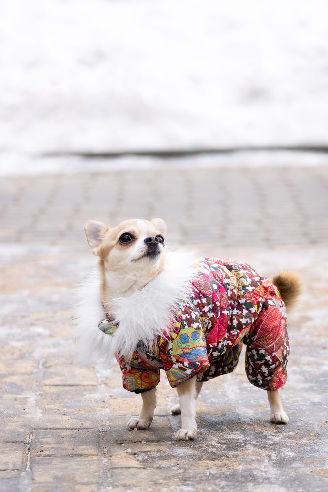 Chihuahua wearing an outfit