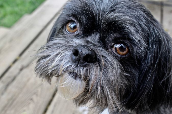 Dark shih Tzu dog breed in close-up