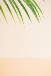 Palm leaf atop a neutral beige background with copy space