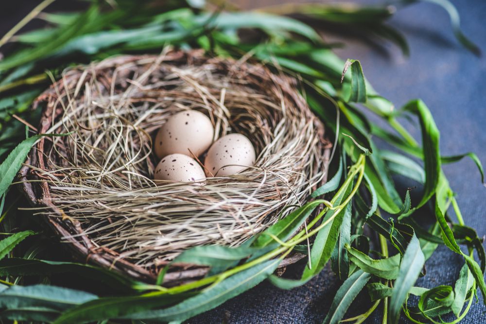 Easter card concept with nest with speckled quail eggs