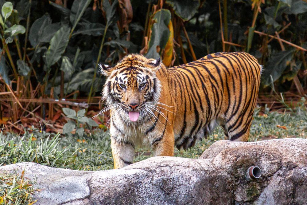 Sumatran Tiger