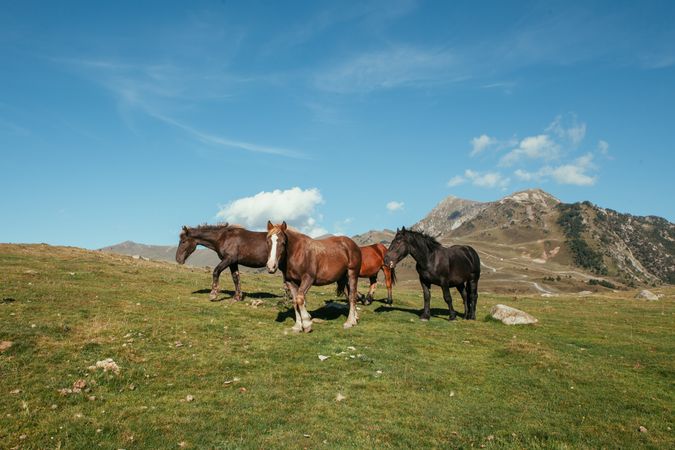 Horses grazing in field