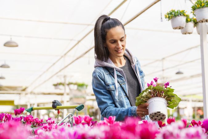 Hispanic woman choosing potted Cyclamen flower