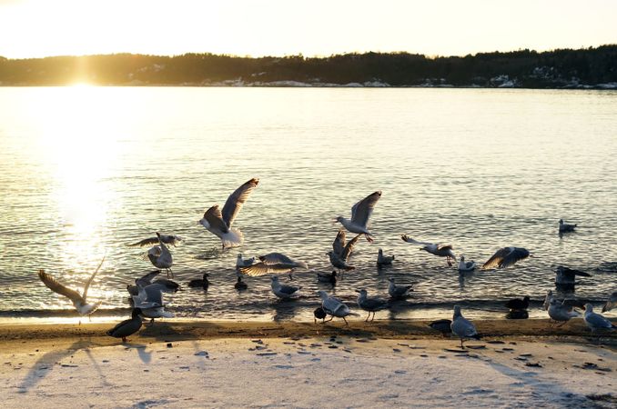 Seagulls flying on sunny seashore in winter