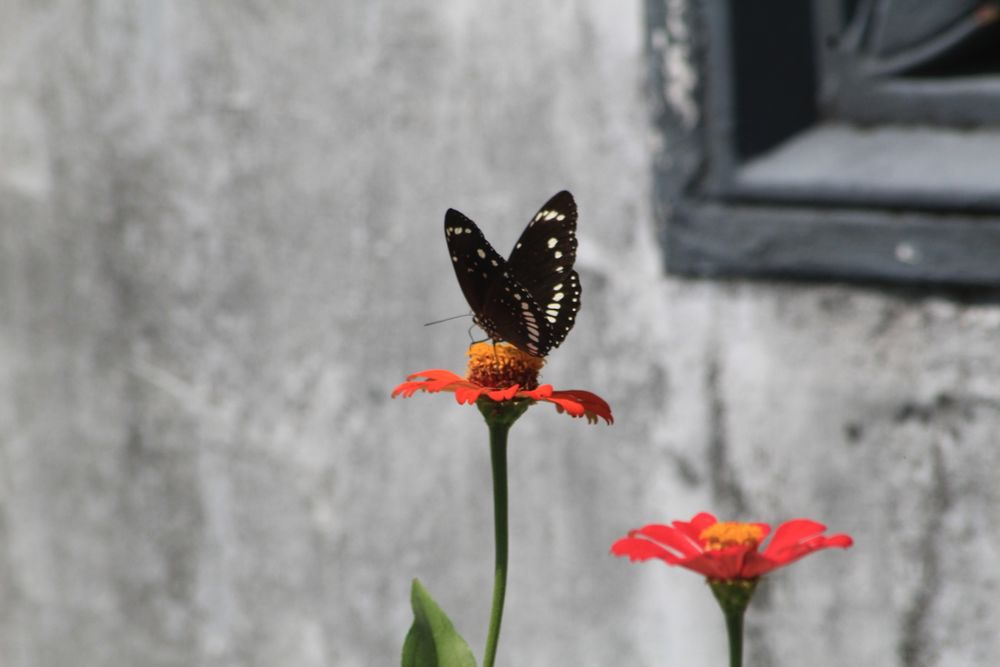 Butterfly And Flower