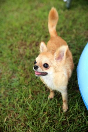 A long-haired Chihuahua is sitting on the grass, smiling
