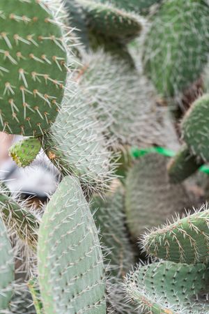 Close up of cactus plant