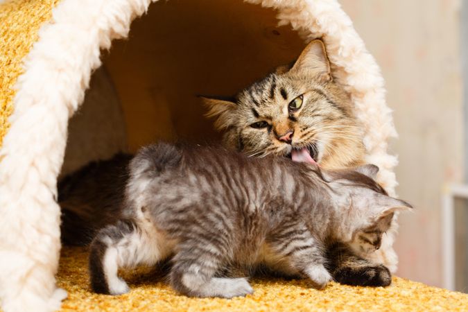Mother cat grooming kitten