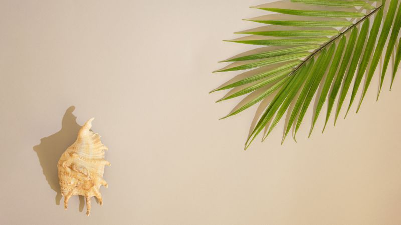 Seashell lying on sand with palm leaf