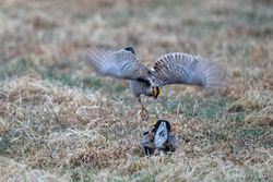 Male Prairie Chickens during an aggressive encounter on the booming grounds at Hamden Slough National Wildlife Refuge in Hamden Township, Minnesota