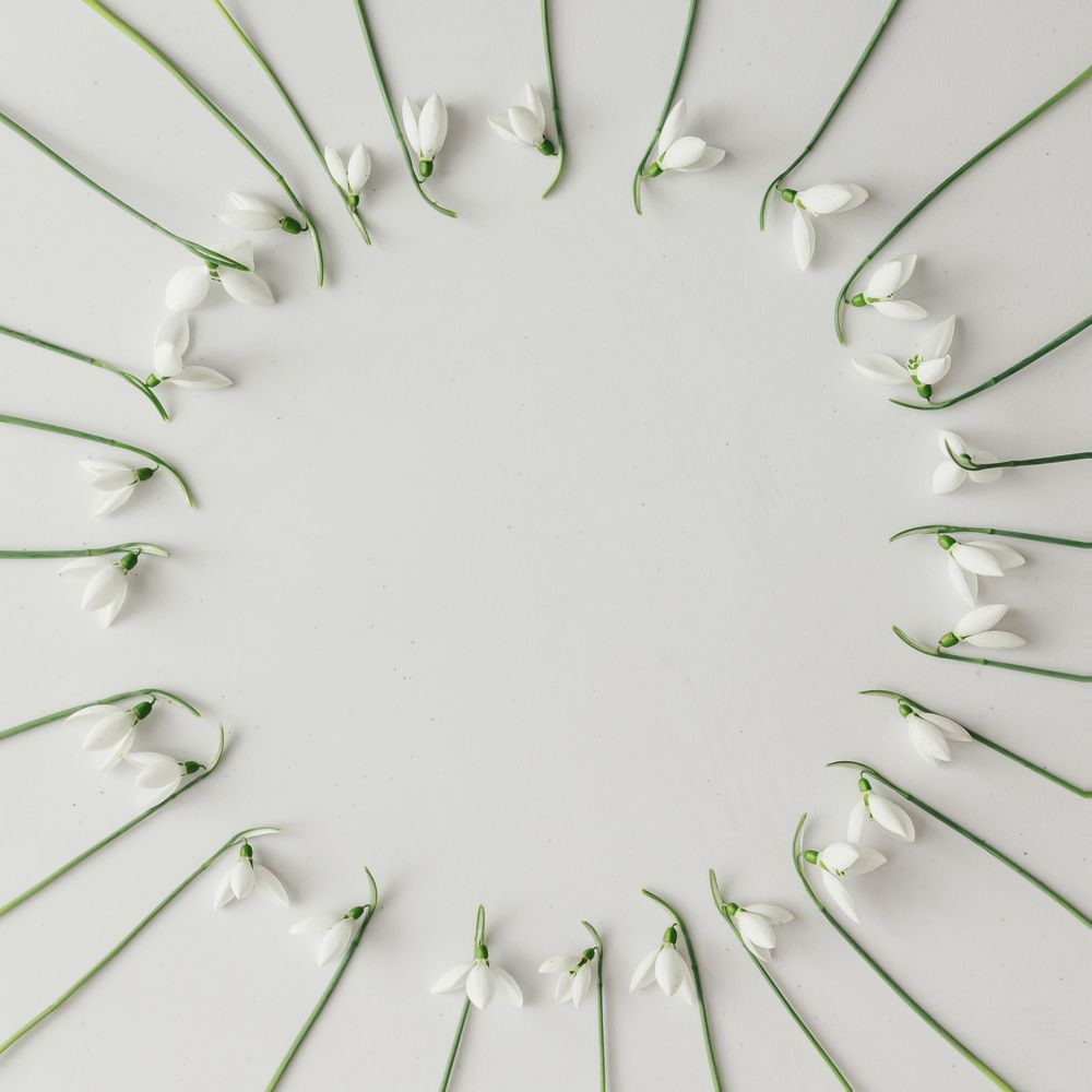 Circle of snowdrop flowers on bright background