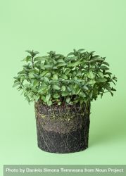 Mint plant growth in the soil 0gNe3b