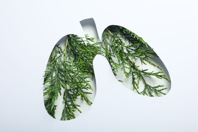 Lung shape cut out of paper with lush green plant underneath with copy space