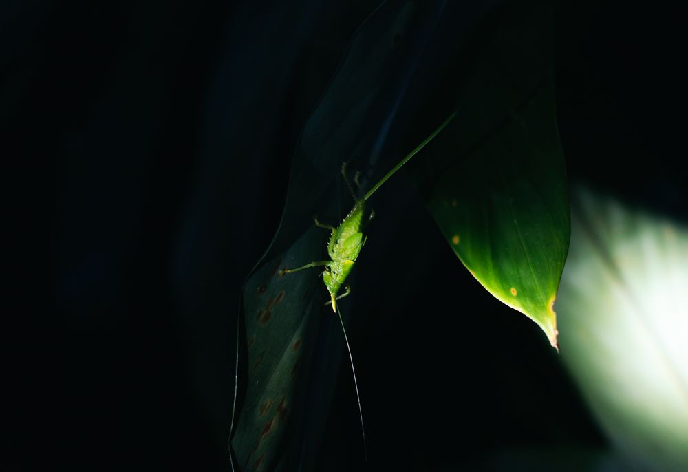 Night photo of a rhinoceros grasshopper perched on a leaf