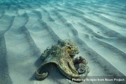 Underwater shot of octopus on sea ground bx8eBb